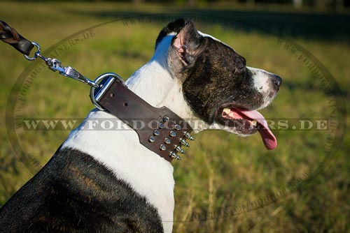 Nieten Halsband mit Nickelspikes für Pitbull Terrier - zum Schließen ins Bild klicken