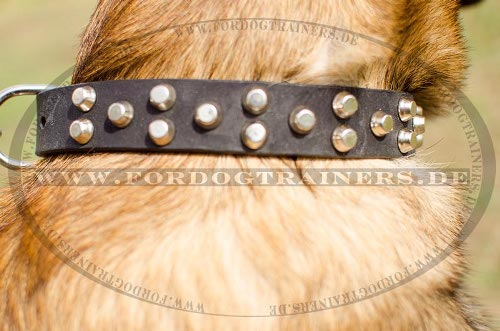 Malinois Halsband mit Nickelnieten | Lederhalsband geschmück - zum Schließen ins Bild klicken