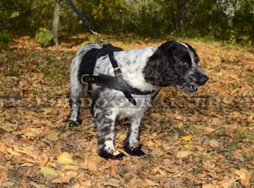 Spaniel Ledergeschirr für Zug-, Such- und Laufsport