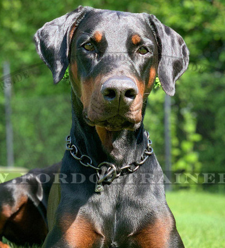 Dobermann Halskette für Hundeausbildung, Herm Sprenger