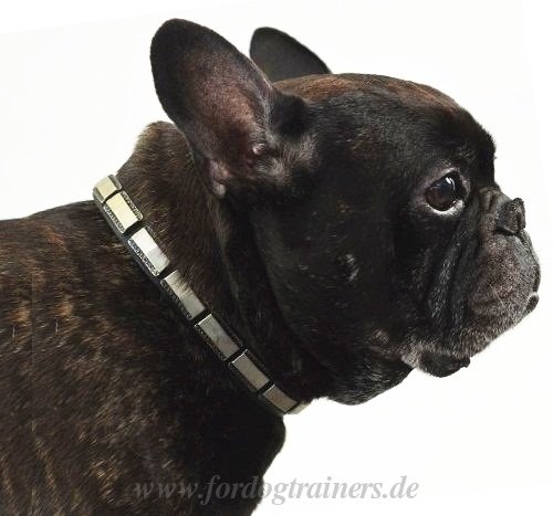 Collar of Leather for French Bulldog 